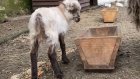 В Пензе у пары мини-овец родился ягненок