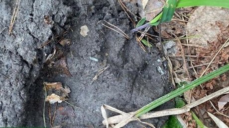 В Земетчинском районе нашли следы медведя