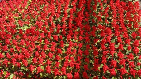 В Пензу привезли цветы для украшения города ко Дню Победы