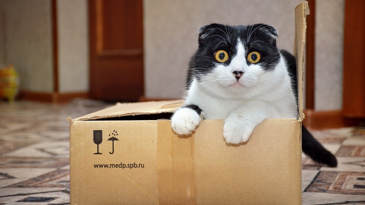 Кошка залезла в картонную коробку и случайно стала посылкой