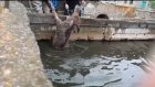 В Кузнецком районе спасли лося, который не мог выбраться из воды