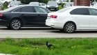Агрессивная ворона терроризирует пензячек в сквере у администрации