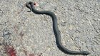 Эколог призвал пензенцев вместо убийства змей избавляться от мышей