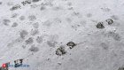 Жителей Пензенской области 9 мая ожидает снег