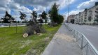 Пензенец сообщил об уничтожении деревьев на набережной Суры
