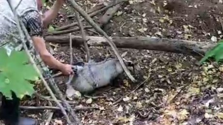 В Бессоновском районе спасли попавшего в ловушку барсука