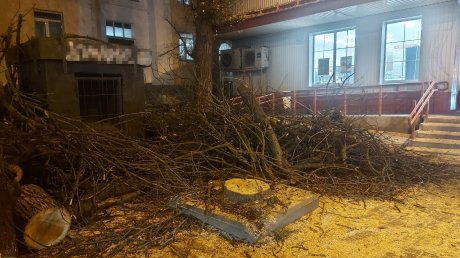 У остановки «Детская библиотека» на улице Кирова спилили ясени