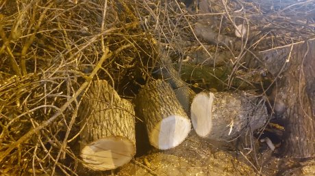 У остановки «Детская библиотека» на улице Кирова спилили ясени