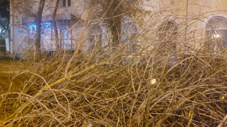 У остановки «Детская библиотека» на улице Кирова спилили ясени
