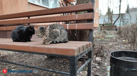 Стало известно, как пензенцам попасть в программу ремонта дворов Стало известно, как пензенцам попасть в программу ремонта дворов