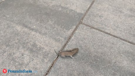 Какие растения помогают прогнать мышей из дома?