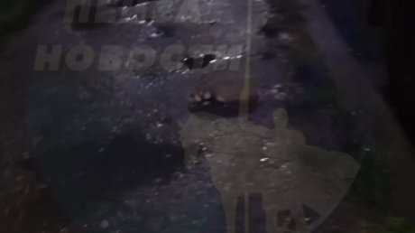 В Засечном на улице Семейной заметили карбыша