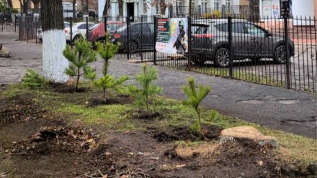 На улице Леонова в Пензе высадили сосновую аллею