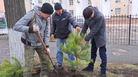 На улице Леонова в Пензе высадили сосновую аллею