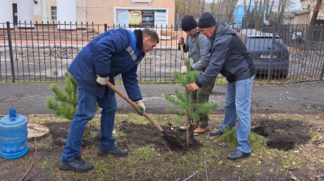 На улице Леонова в Пензе высадили сосновую аллею