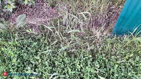 Облик магазина, который построят на улице Свердлова, согласовали