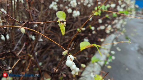 В первую неделю зимы погода в Пензенской области будет осенней