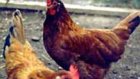 Губерния наращивает производство мяса птицы