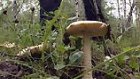 Пензенскими грибами травятся жители Саратовской области.