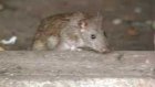 Крысы оккупируют подвалы многоэтажек