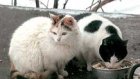 Горожане устроили столовую для бездомных кошек