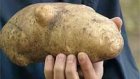 Пензяк выкопал на огороде картофелину-мутанта