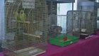 В музее открылась выставка заморских животных