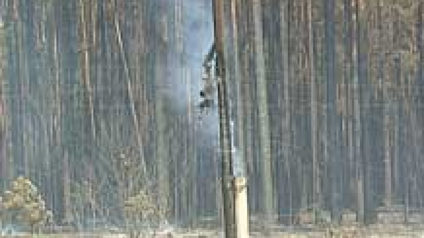 Огонь уничтожил 100 гектаров хвойного леса