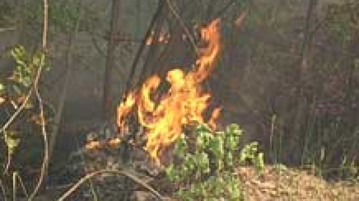Пожары уничтожают Пензенскую область