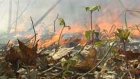 Лесной пожар испортил воздух на Олимпийской аллее