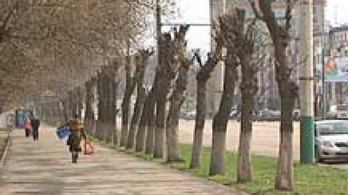 Коммунальщики наголо обрезают городские деревья