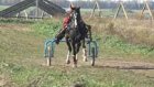 В Нижнем Ломове возрождают конные бега