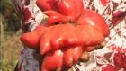 Красный помидор-мутант напугал жителей Терновки
