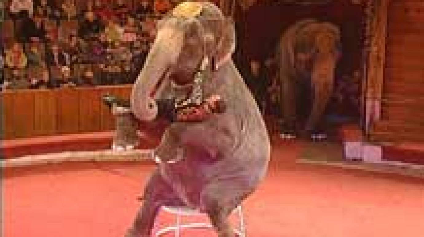 Цирк приглашает подружиться со слонами