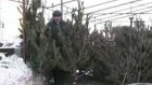 В Арбекове велась незаконная торговля елками