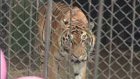 В зоопарке тигров накормили тортом