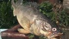 Пензяк поймал 11-килограммовую рыбину