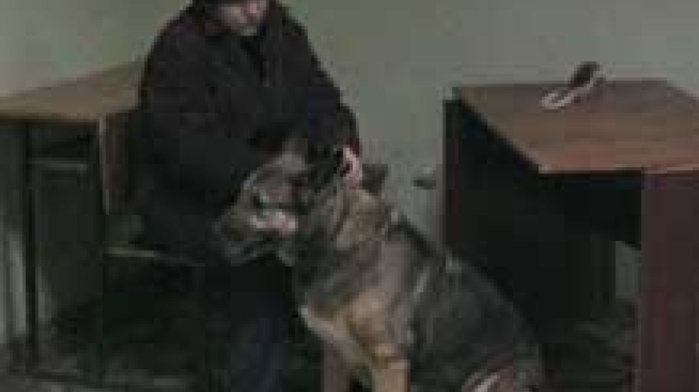 Женщина натравила собаку на милиционера