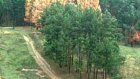 Пензенские лесничие выступили против приватизации лесов