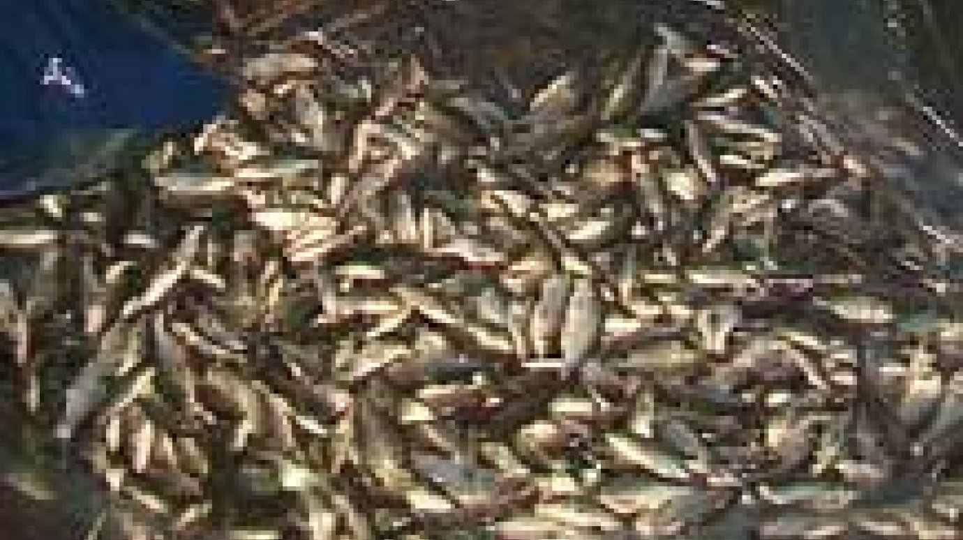 Пензяков накормят экологически чистой рыбой