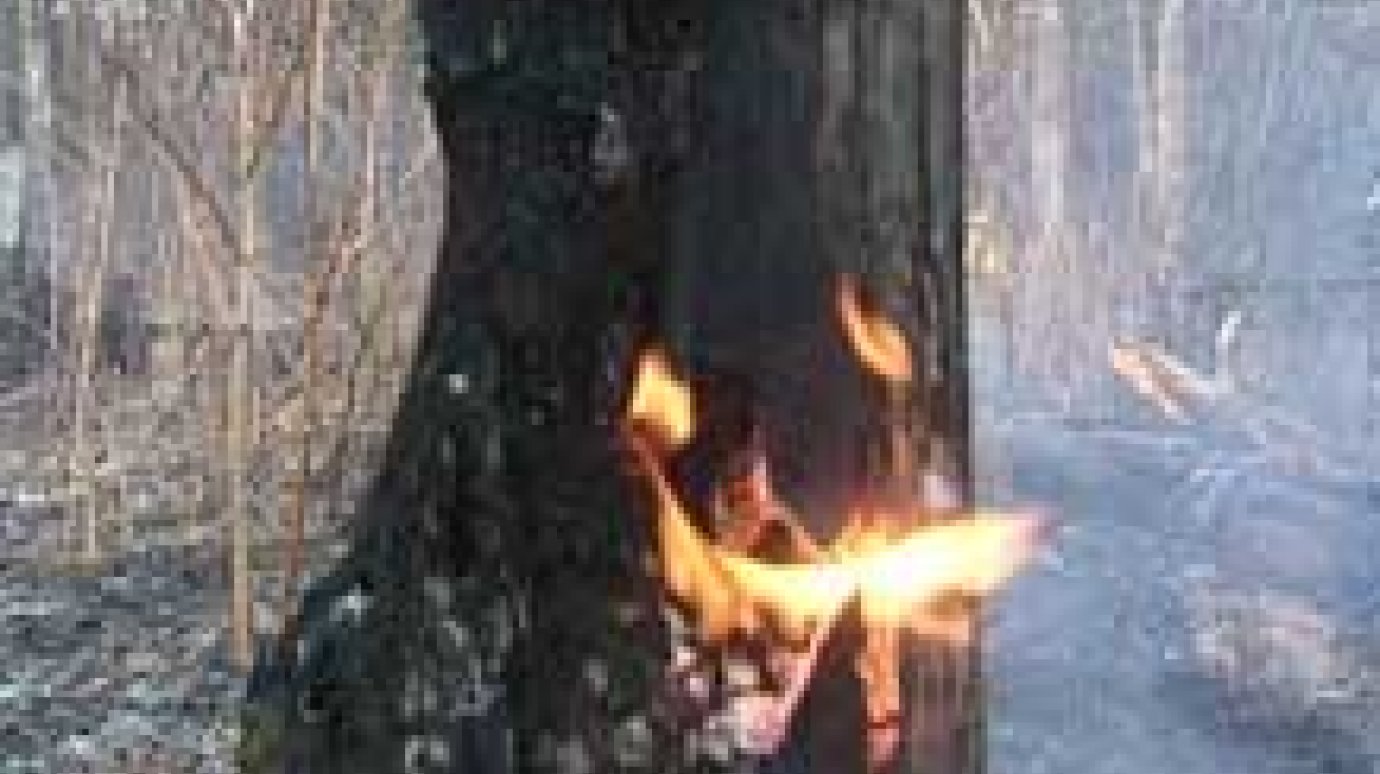 Любители отдыха на природе едва не спалили лес