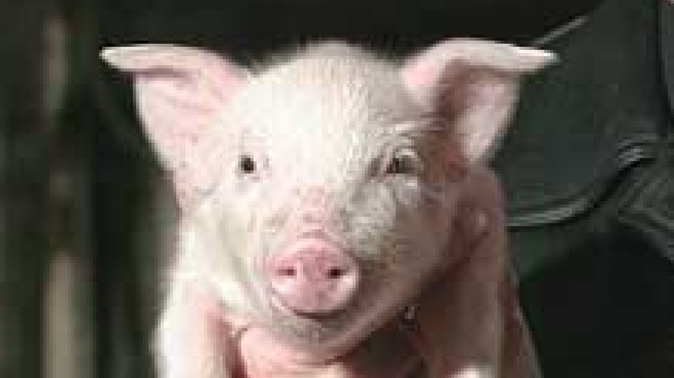 Желающим выращивать свиней помогут с кредитами