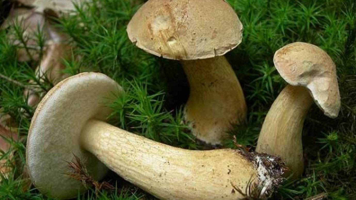 В Пензенской области семь человек отравились грибами