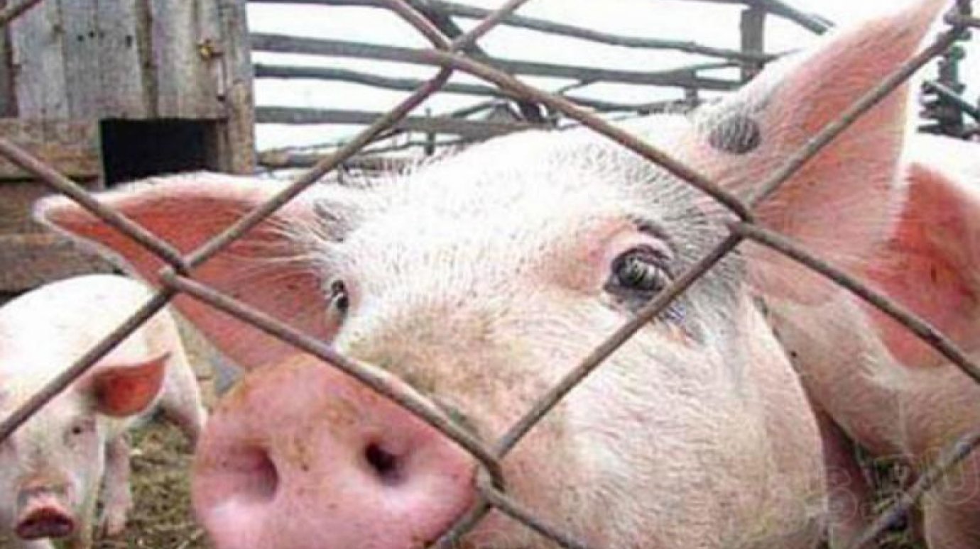 В области начинают борьбу с чумой свиней
