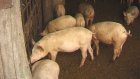 Эпидемия свиной чумы приближается к Пензе