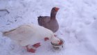 У жительницы Пензенской области украли троих гусей