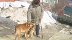 Защитники и противники бездомных собак выясняют отношения