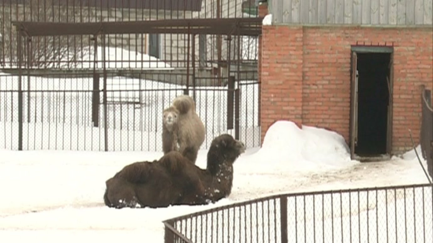 На реконструкцию Пензенского зоопарка потратят 150 млн рублей