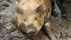 В пензенских колониях свиней разводят с нарушениями