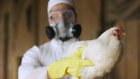 В Египте и Вьетнаме пензенцы рискуют заразиться птичьим гриппом
